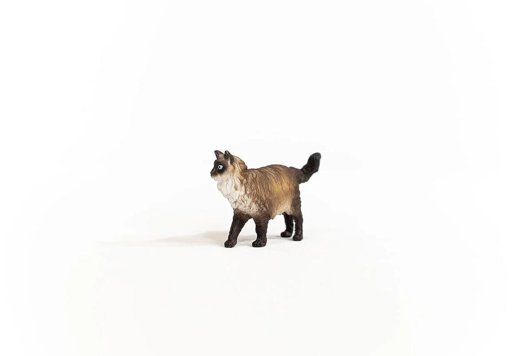 Ragdoll Cat - Tools 4 Teaching