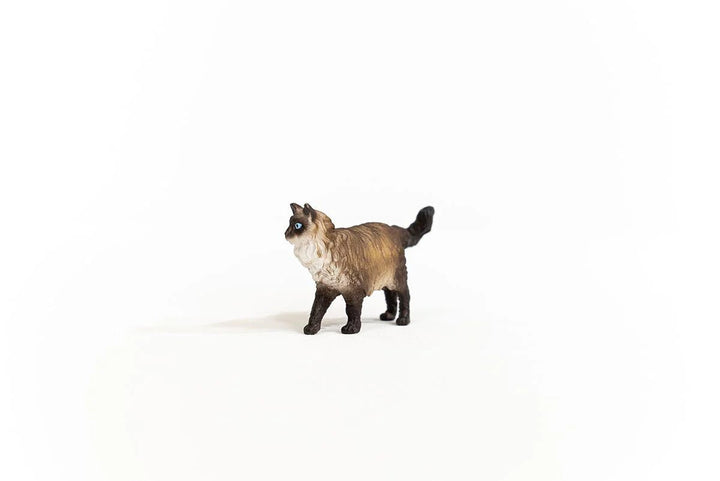 Ragdoll Cat - Tools 4 Teaching
