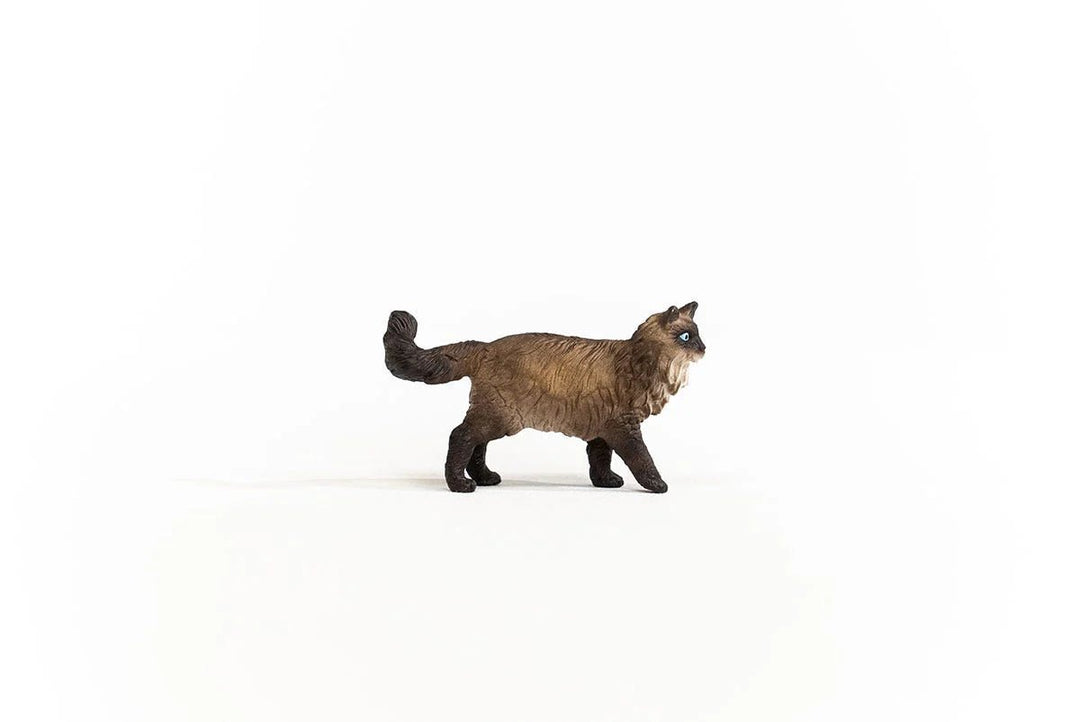 Ragdoll Cat - Tools 4 Teaching