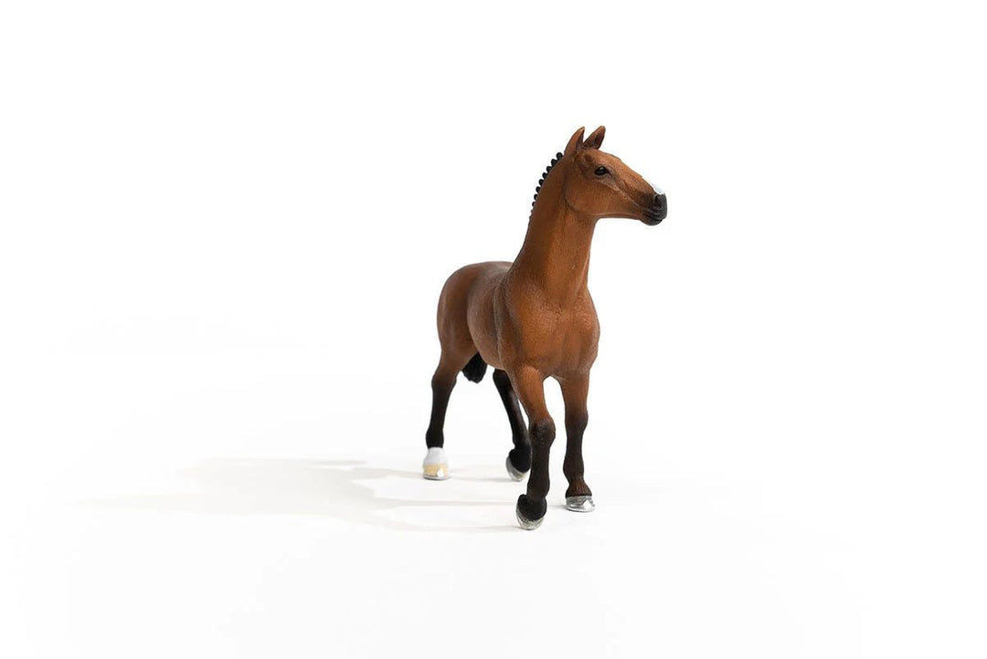 Oldenburg Mare - Tools 4 Teaching