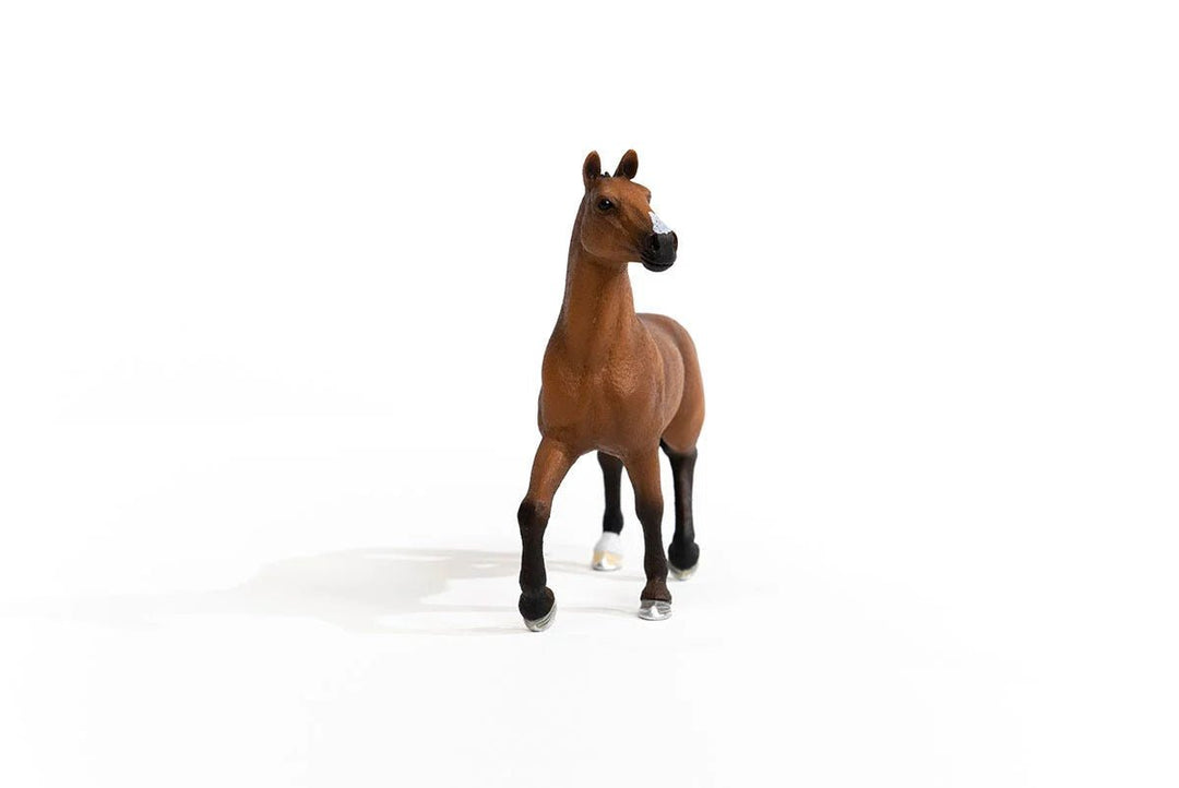 Oldenburg Mare - Tools 4 Teaching