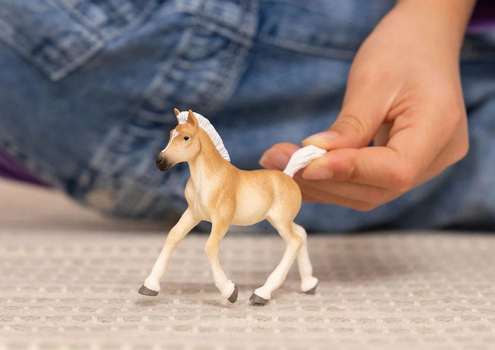 Haflinger Foal - Tools 4 Teaching