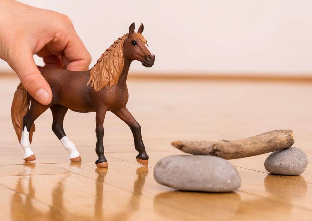 Paso Peruvian Mare - Tools 4 Teaching