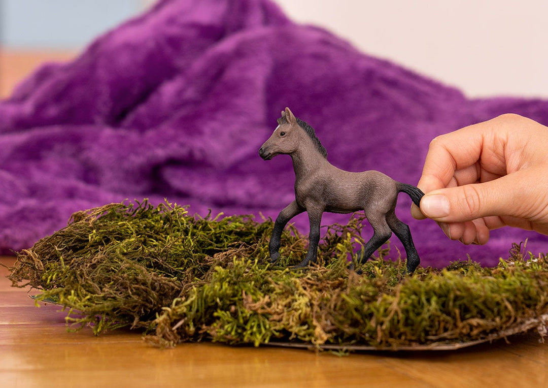 Paso Peruvian Foal - Tools 4 Teaching