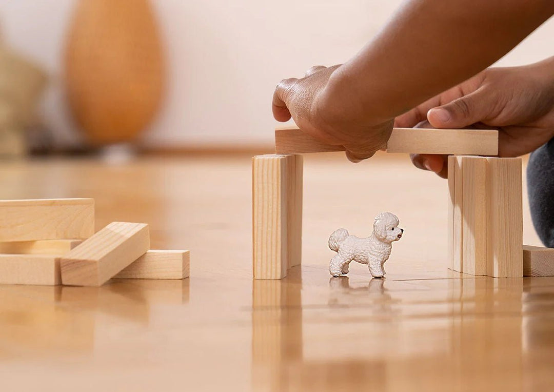 Bichon Frise - Tools 4 Teaching