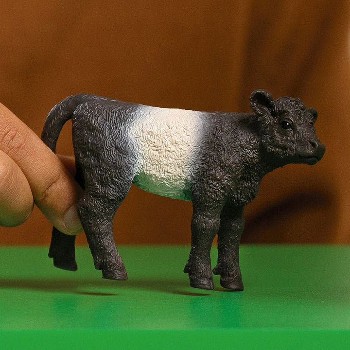Galloway Calf - Tools 4 Teaching