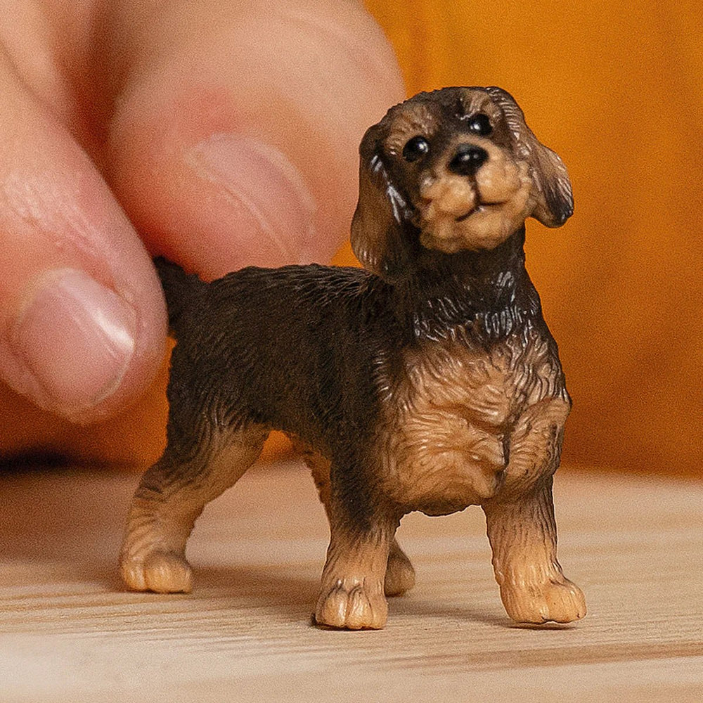 Wire - Haired Dachshund - Tools 4 Teaching