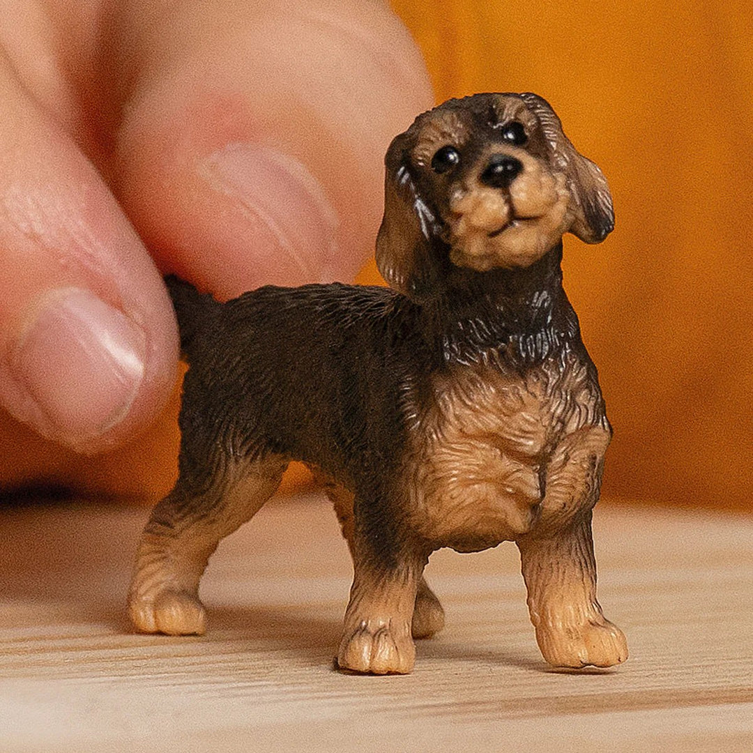 Wire - Haired Dachshund - Tools 4 Teaching