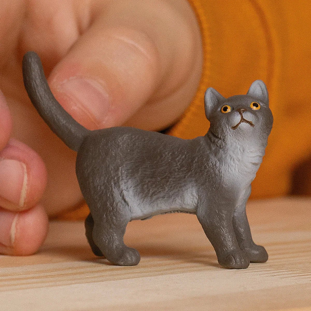 British Shorthair Cat - Tools 4 Teaching