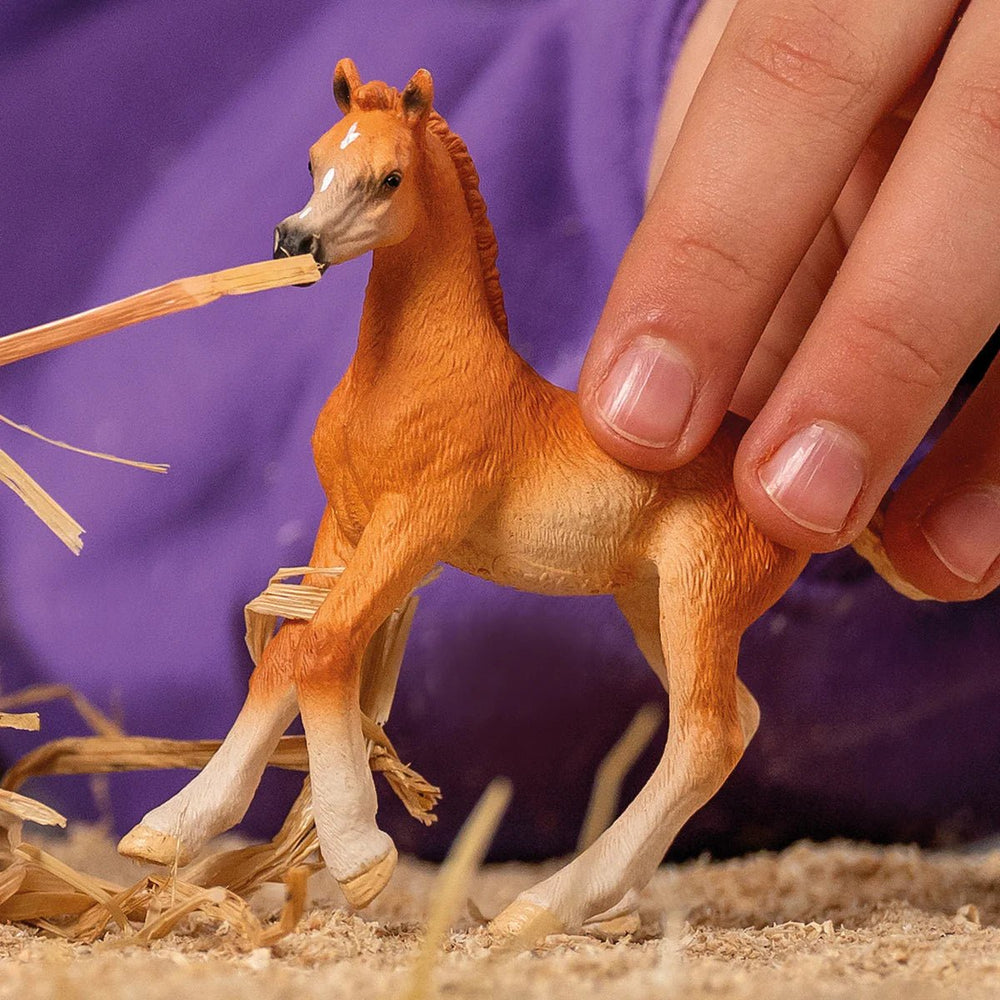 Arab Foal - Tools 4 Teaching