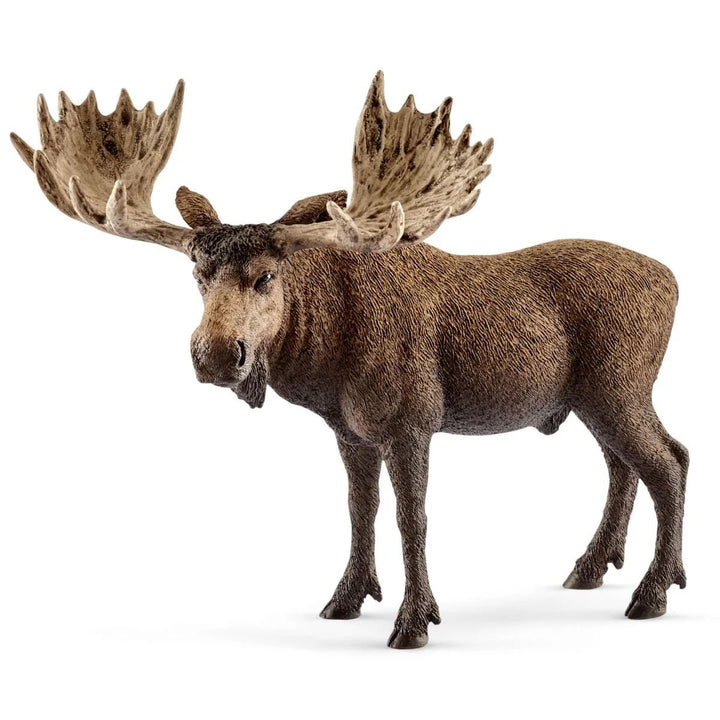 Moose Bull - Tools 4 Teaching