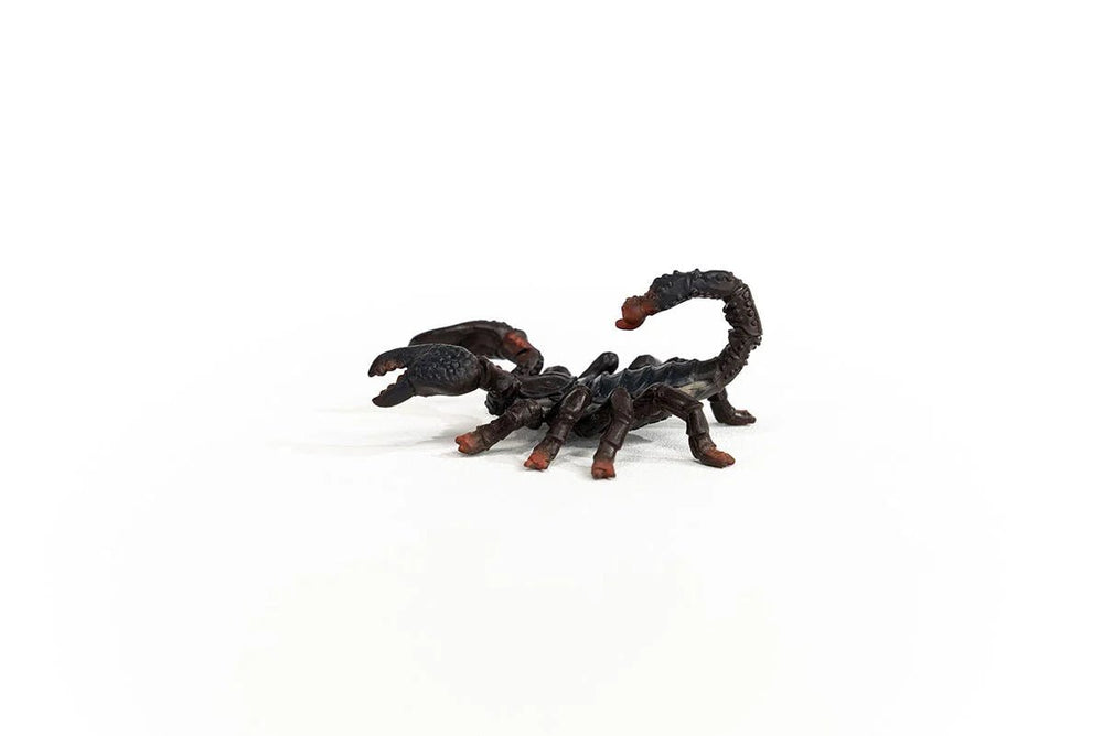 Emperor Scorpion - Tools 4 Teaching