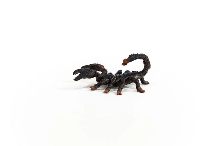 Emperor Scorpion - Tools 4 Teaching