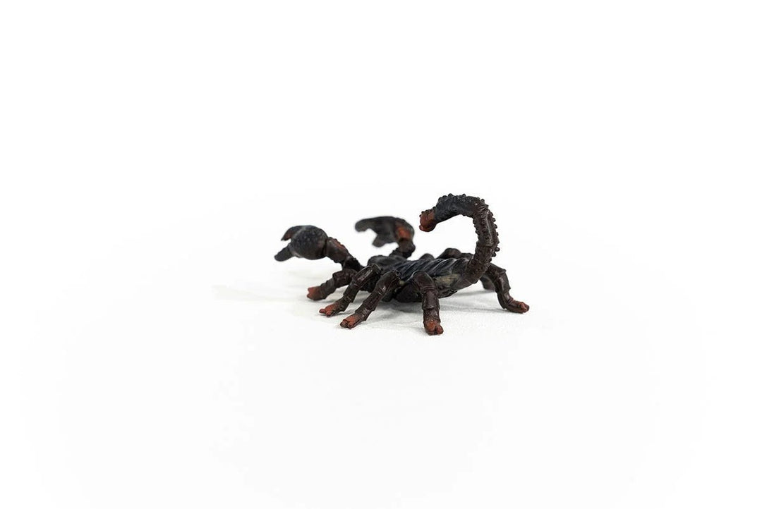Emperor Scorpion - Tools 4 Teaching
