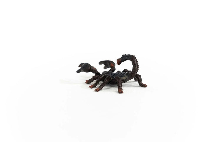 Emperor Scorpion - Tools 4 Teaching