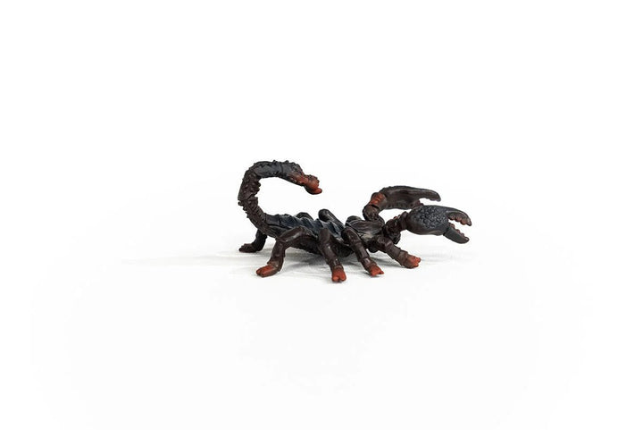 Emperor Scorpion - Tools 4 Teaching