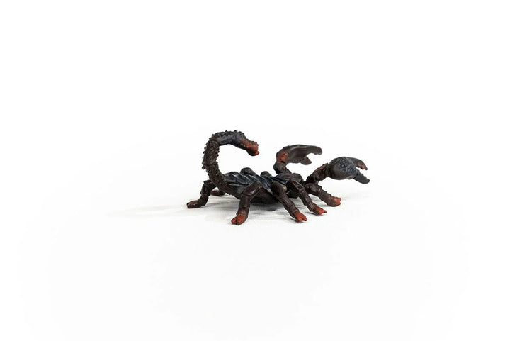 Emperor Scorpion - Tools 4 Teaching