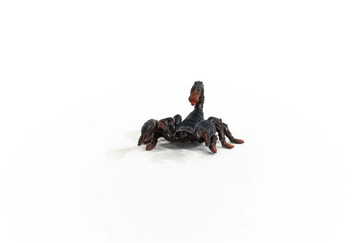 Emperor Scorpion - Tools 4 Teaching