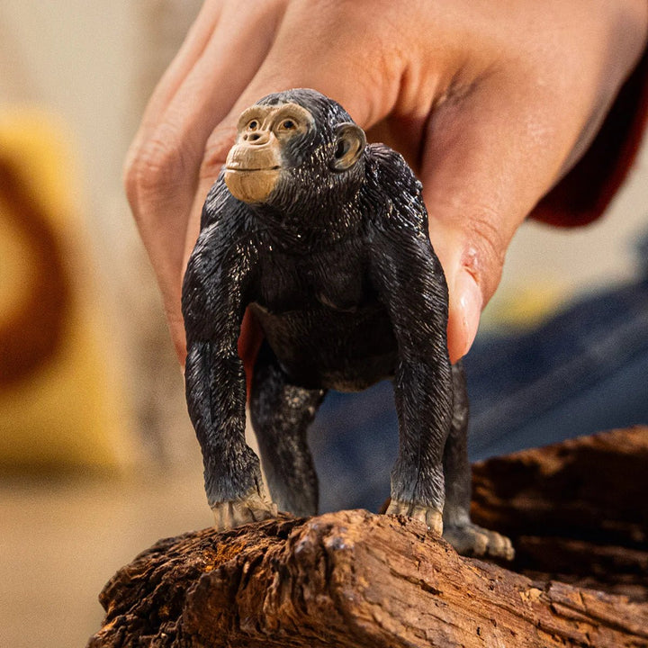 Chimpanzee - Tools 4 Teaching