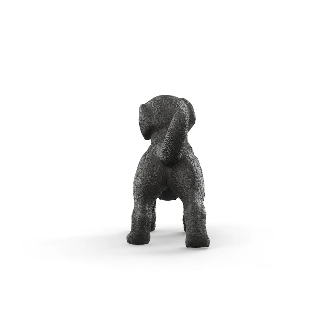 Black Labrador Retriever puppy - Tools 4 Teaching