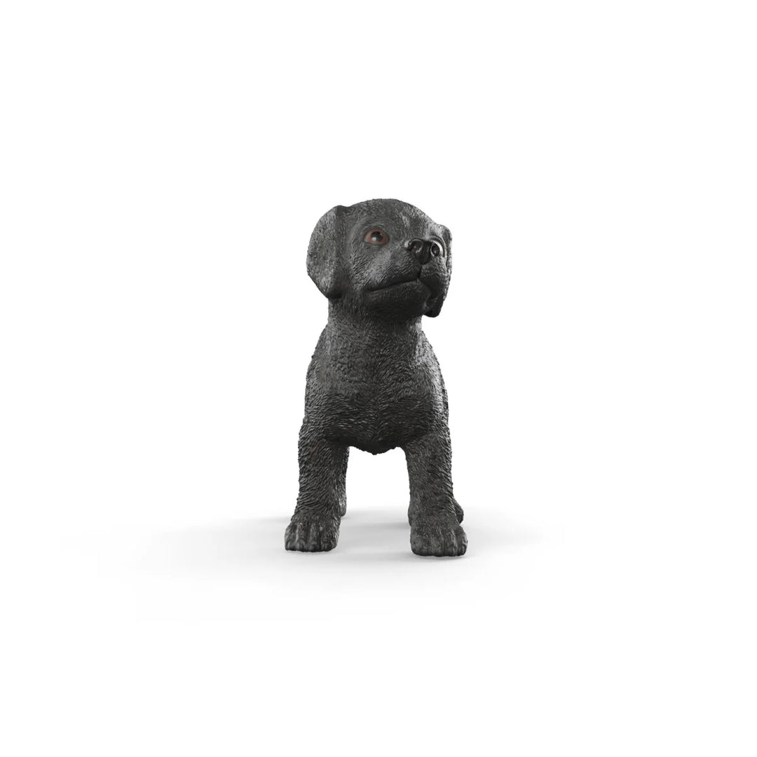 Black Labrador Retriever puppy - Tools 4 Teaching