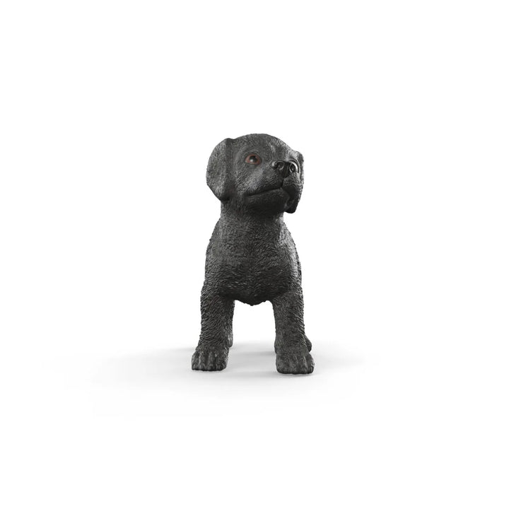 Black Labrador Retriever puppy - Tools 4 Teaching