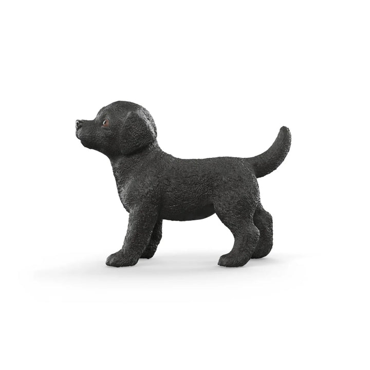 Black Labrador Retriever puppy - Tools 4 Teaching