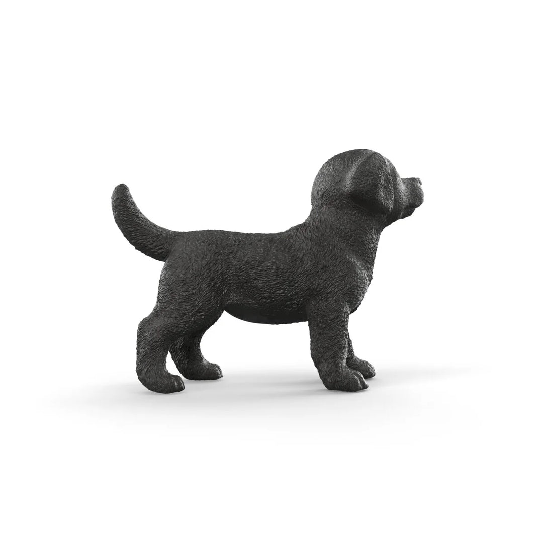 Black Labrador Retriever puppy - Tools 4 Teaching