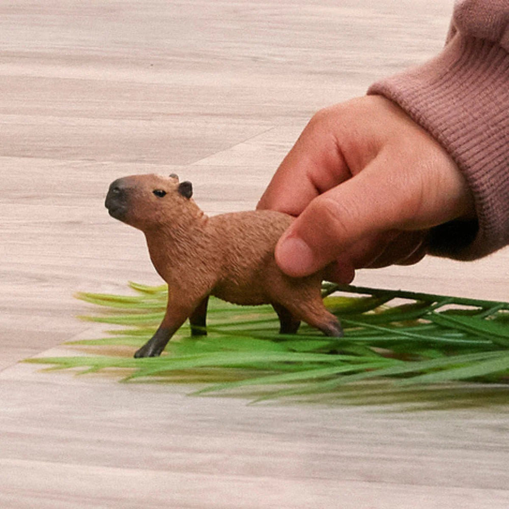 Capybara - Tools 4 Teaching