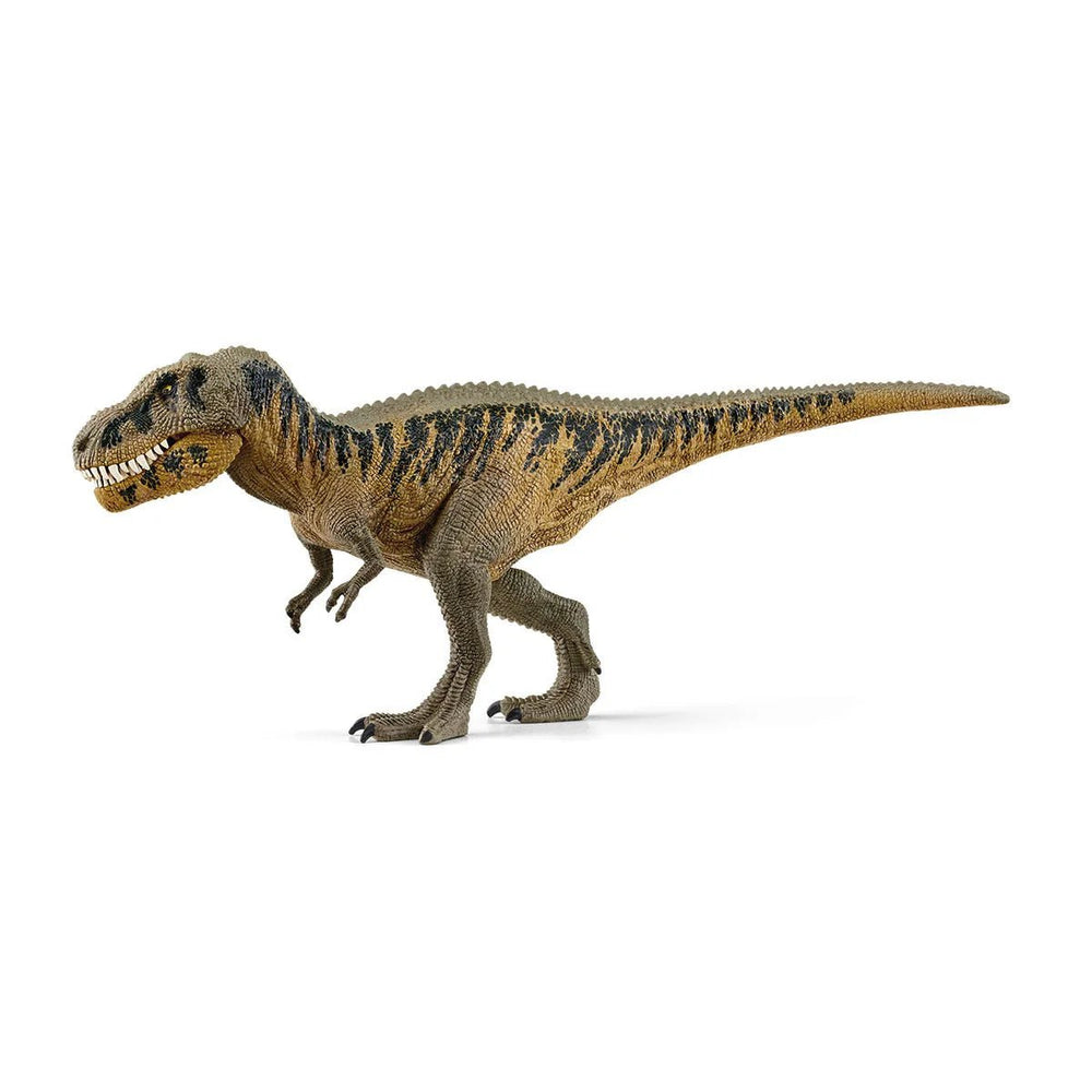 Tarbosaurus - Tools 4 Teaching