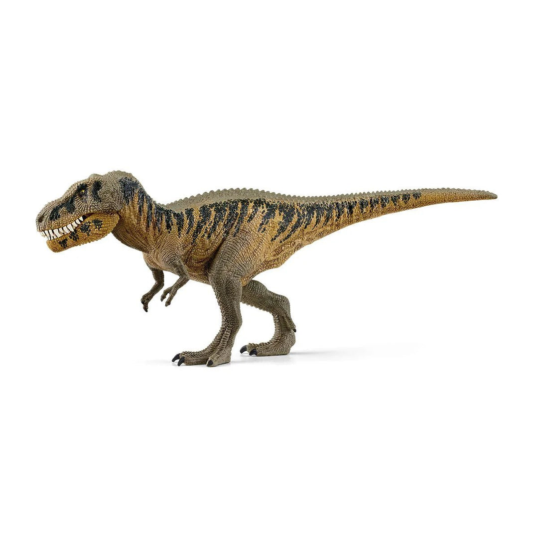Tarbosaurus - Tools 4 Teaching