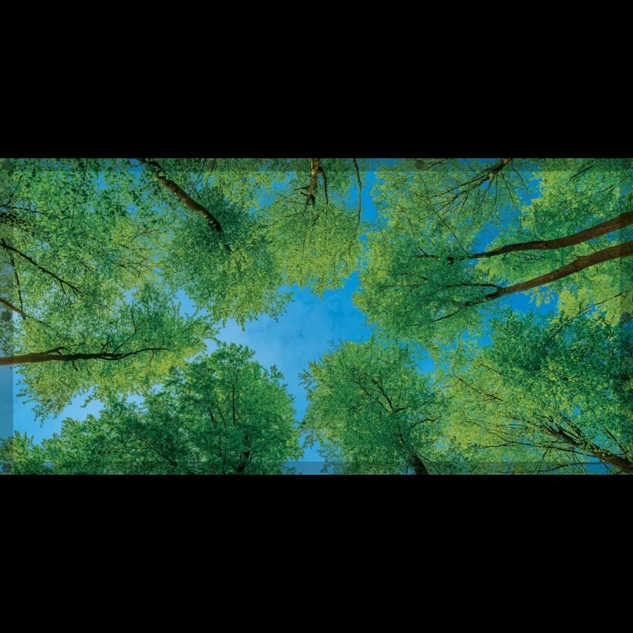 Forest Calming Covers Ceiling Light Filters - Tools 4 Teaching
