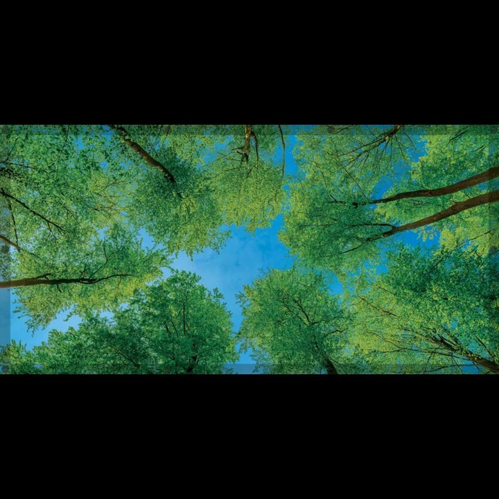 Forest Calming Covers Ceiling Light Filters - Tools 4 Teaching