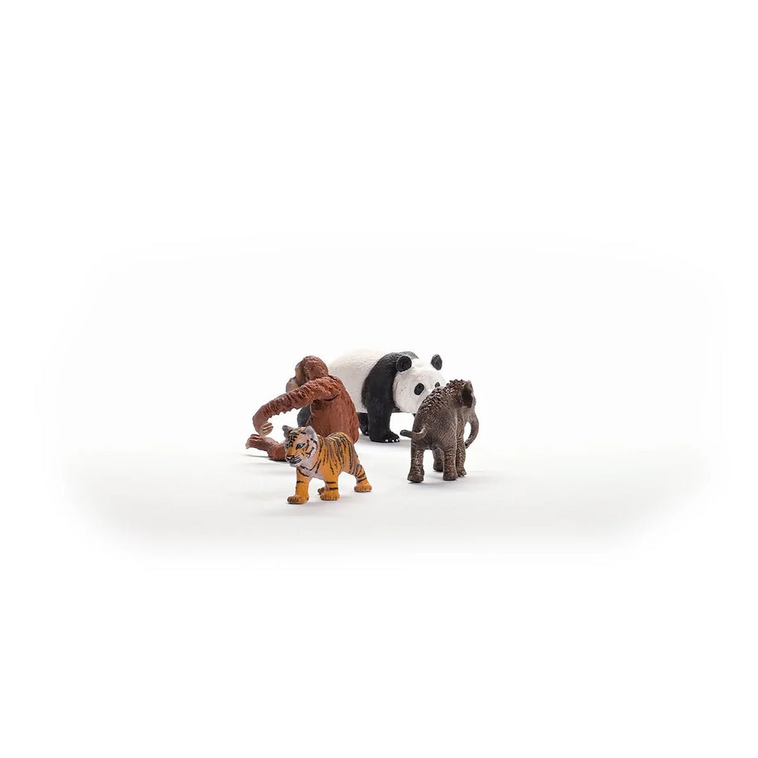 Wild Life Asian Starter Set - Tools 4 Teaching
