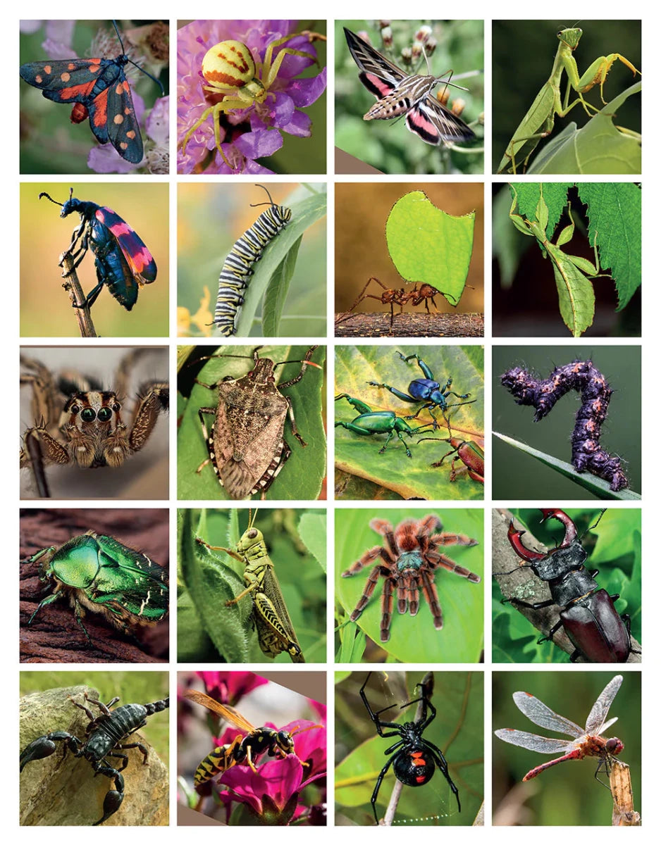 Super Cool Bugs and Spiders Coloring Book - Tools 4 Teaching