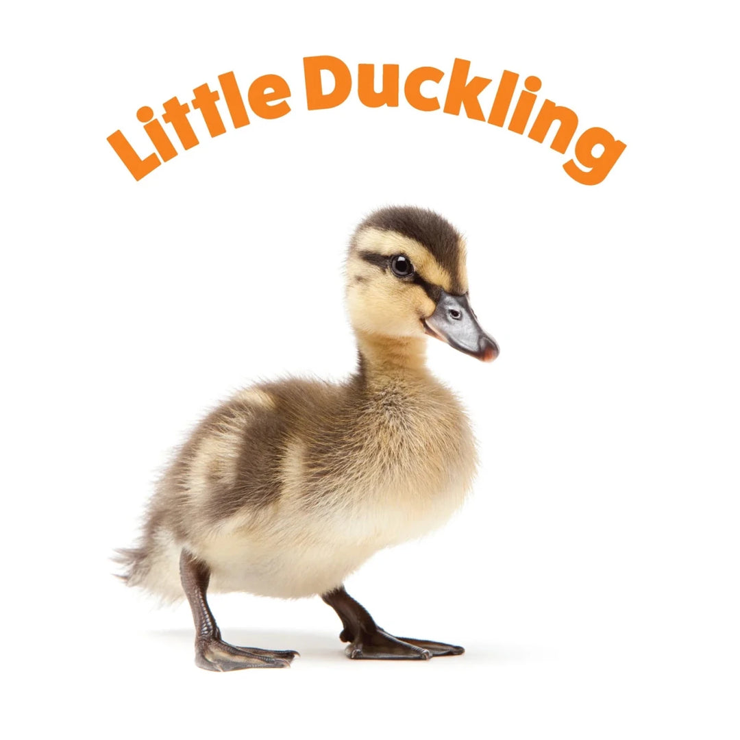 Peek and See Baby Animals All Grown Up - Tools 4 Teaching