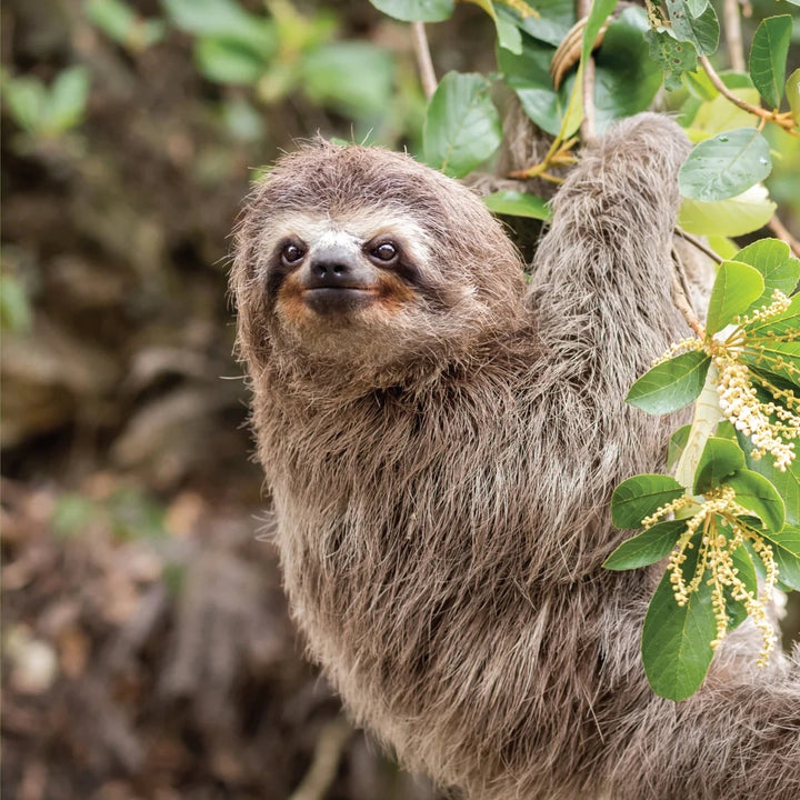 Peek and See Baby Animals All Grown Up - Tools 4 Teaching