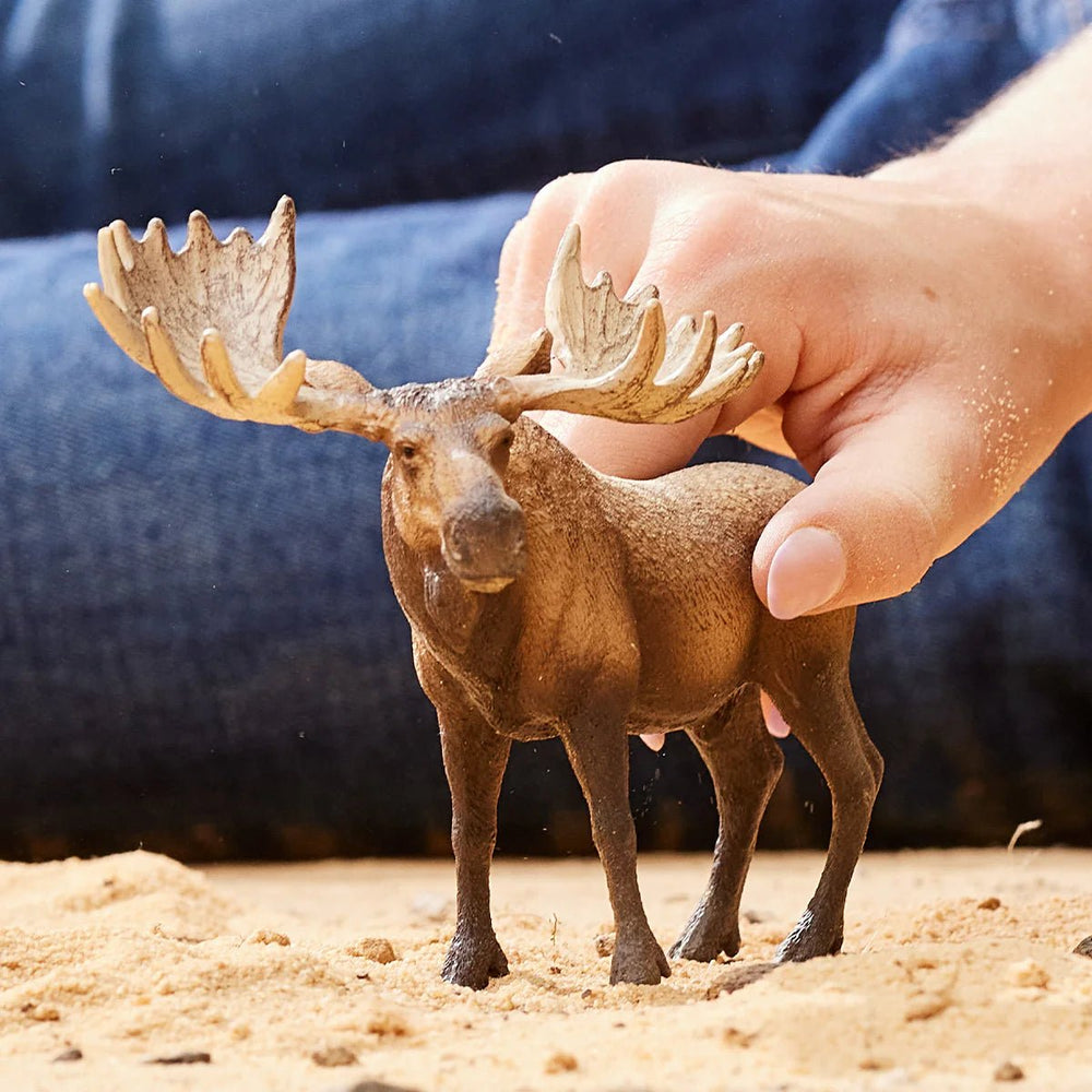 Moose Bull - Tools 4 Teaching
