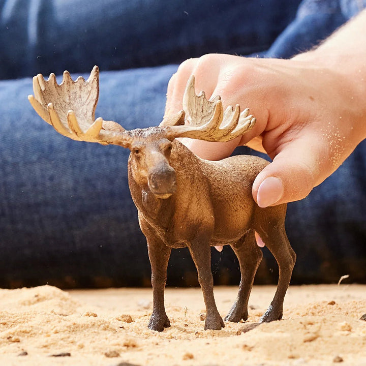 Moose Bull - Tools 4 Teaching