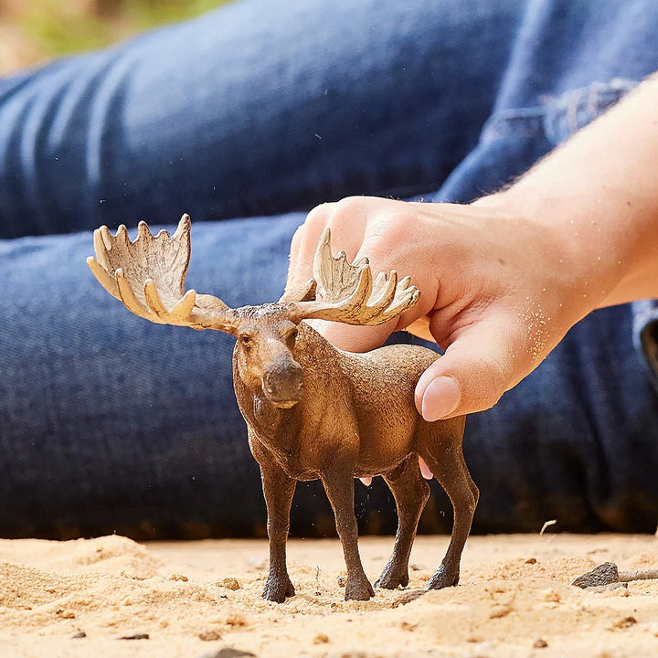 Moose Bull - Tools 4 Teaching