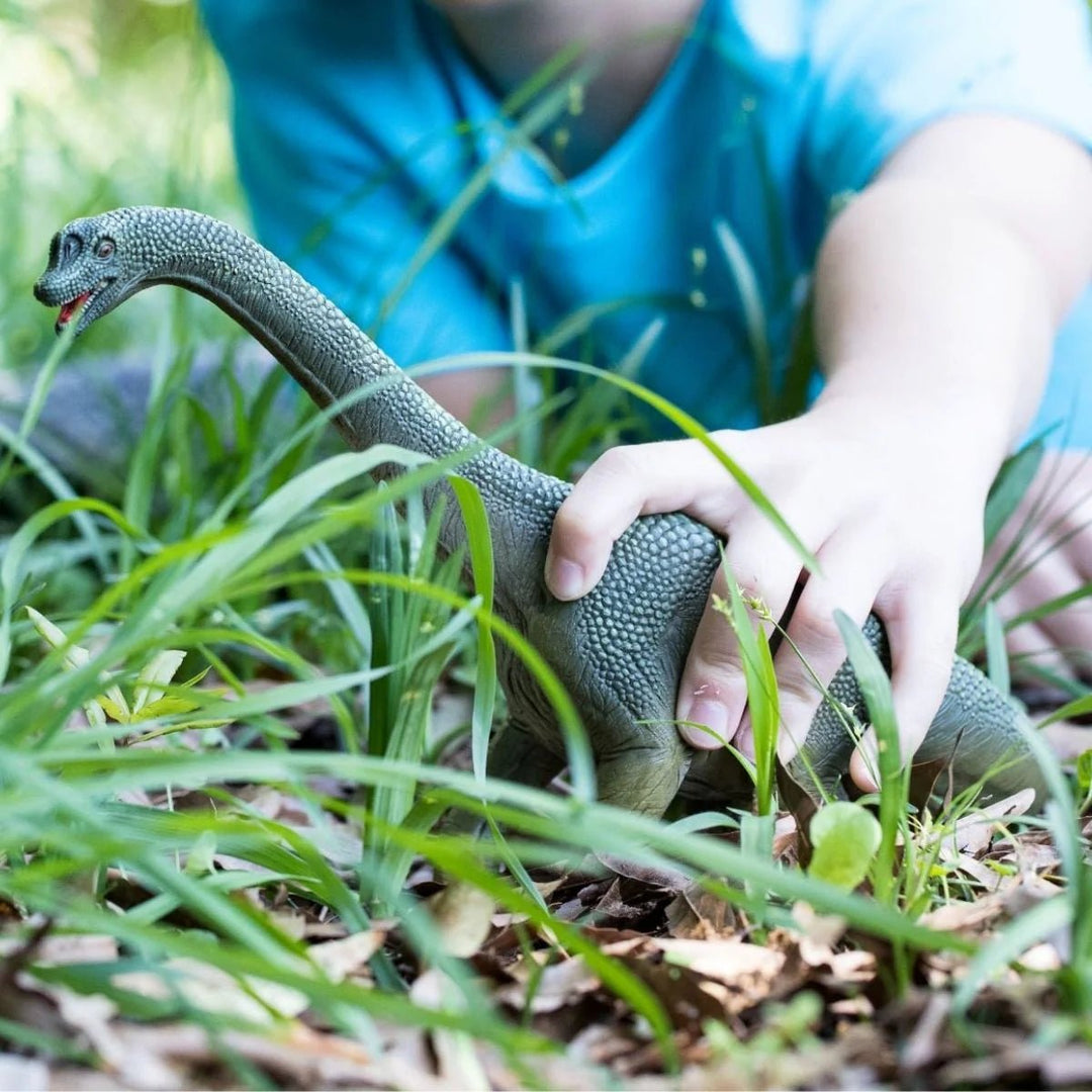 Brachiosaurus - Tools 4 Teaching