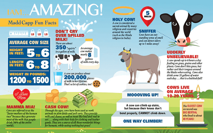 *I AM COW 300 pcs Puzzle-Puzzles-Tools 4 Teaching-Classroom Decor and More