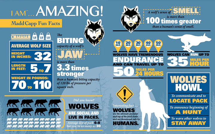 *I AM WOLF 300 pcs Puzzle-Puzzles-Tools 4 Teaching-Classroom Decor and More