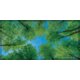 Forest Calming Covers Ceiling Light Filters - Tools 4 Teaching