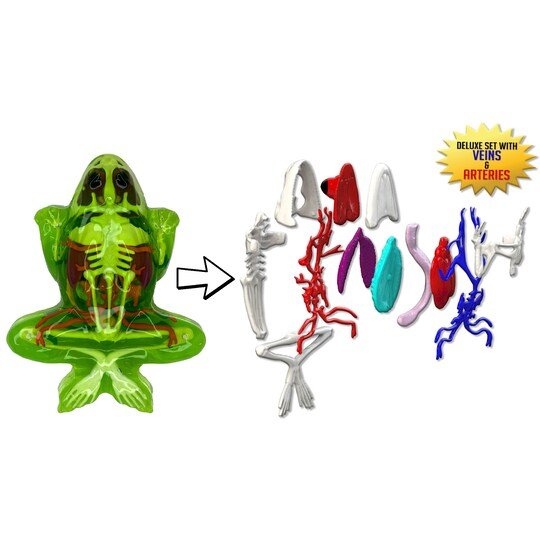 Dissect-It Super Frog Lab-Science & STEM-Tools 4 Teaching-Classroom Decor and More