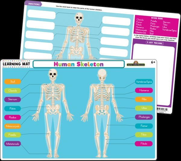 Human Skeleton Learning Mat-Learning Mat-Tools 4 Teaching-Classroom Decor and More