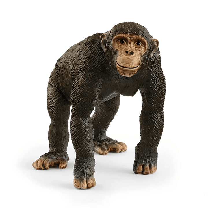 Chimpanzee - Tools 4 Teaching
