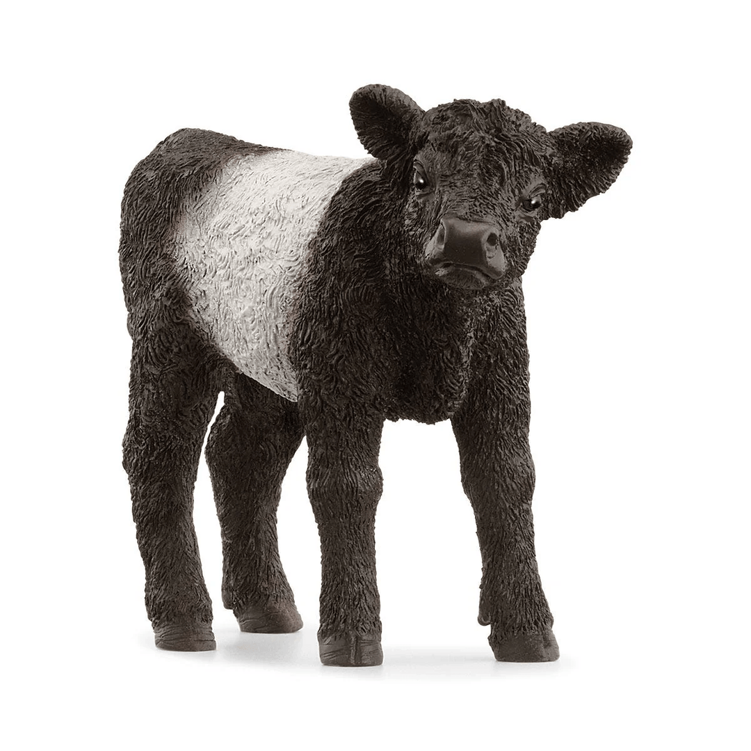 Galloway Calf-Schleich USA-Tools 4 Teaching-Classroom Decor and More