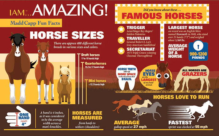 *I AM HORSE 550 pcs Puzzle-Puzzles-Tools 4 Teaching-Classroom Decor and More