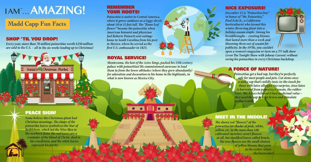 *I AM POINSETTIA 350 pcs Puzzle-Puzzles-Tools 4 Teaching-Classroom Decor and More